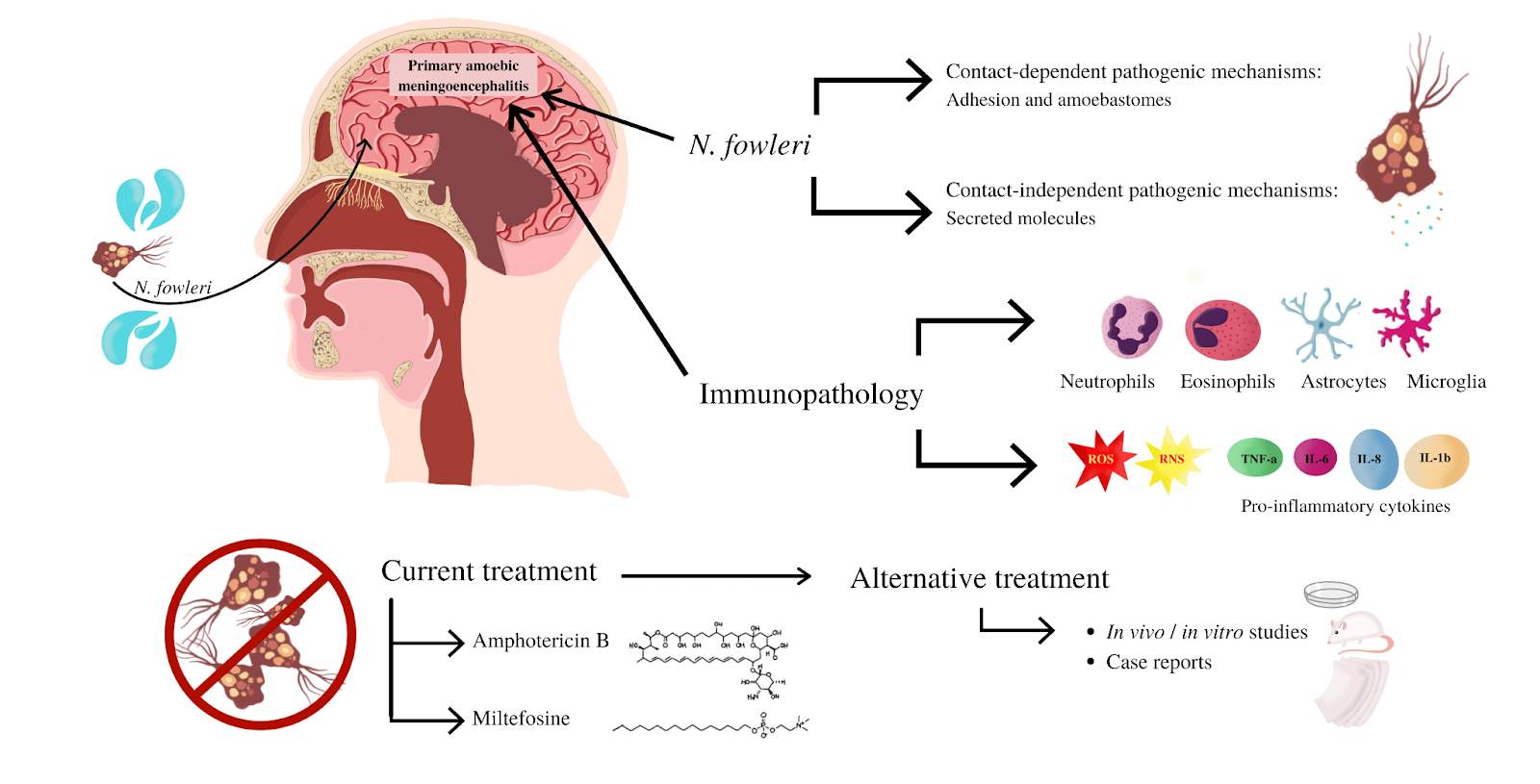 Primary Amoebic Meningoencephalitis (PAM)
